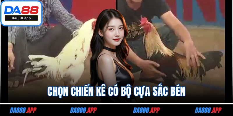 Chọn chiến kê có bộ cựa sắc bén